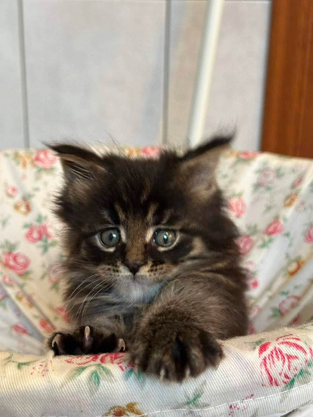 Ulan a rejoint le concours — aidez-le/la à gagner de superbes lots ! black_cat, box, carnivore, cat, cat_supply, claw, comfort, domestic_short_haired_cat, fawn, felidae, fur, linens, pattern, paw, plant, small_to_medium_sized_cats, whiskers