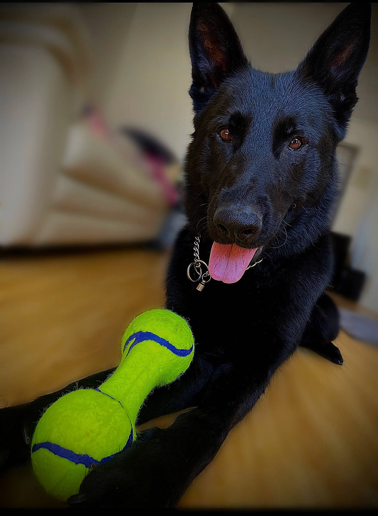 Hunter is registered to the contest to win money with this photo: ball, canis, carnivore, collar, companion_dog, dog, dog_breed, dog_collar, dog_supply, dog_toy, personal_protective_equipment, racquet_sport, snout, sports_equipment, sports_toy, stuffed_toy, tennis, tennis_ball, tennis_equipment, working_animal