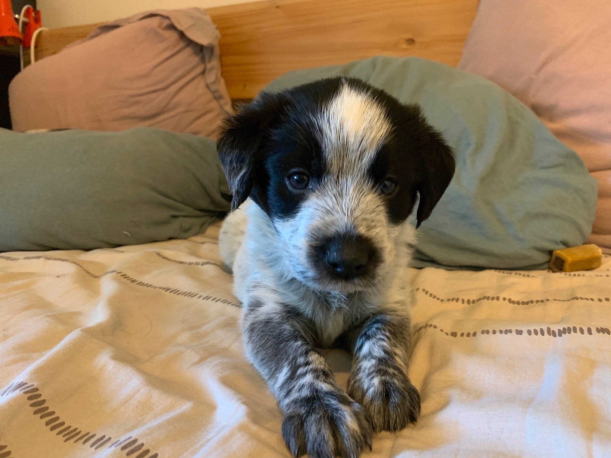 Stormy participe au concours pour gagner de l'argent avec cette photo : bored, canidae, carnivore, comfort, companion_dog, couch, dog, dog_breed, fur, linens, paw, puppy, pyrenean_mastiff, snout, terrestrial_animal, texas_heeler, whiskers, working_animal, working_dog