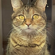 Leda is registered to the contest to win money with this photo: animal, background_blur, cat, close_up, curious, domestic_cat, ears, face, feline, fur, indoor, looking, muzzle, pet, portrait, soft_light, striped, tabby, whiskers, yellow_eyes