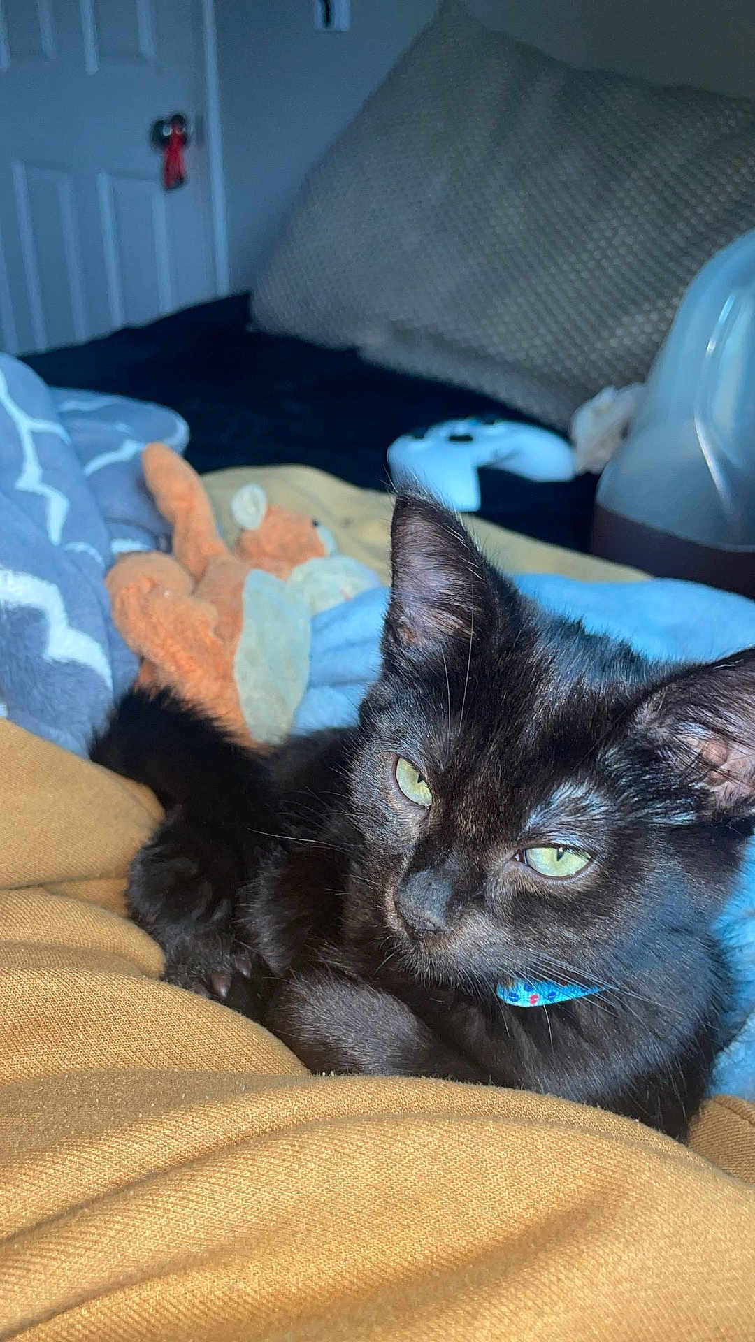 Tux joined the competition — help win amazing prizes! black_cat, cat, pet, indoor, cozy, blanket, plush_toy, game_controller, green_eyes, relaxed, feline, fur, domestic_animal, closeup, comfort, home, resting, soft_texture, animal, cute