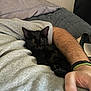 Tux joined the competition — help win amazing prizes! kitten, cat, sleeping, black_cat, person, arm, sweatshirt, bed, pillow, cozy, resting, indoor, furry, pet, cute, nap, hand, relaxing, fur, domestic_animal