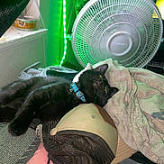 Tux joined the competition — help win amazing prizes! black_cat, cat, collar, hat, bed, blanket, fan, green_light, indoor, sleeping_cat, pet, resting, cozy, feline, fabric, window_sill, can, clothing, relaxing, soft_lighting
