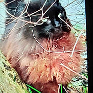 Phoenix a rejoint le concours — aidez-le/la à gagner de superbes lots ! animal, black_cat, branches, camouflage, cat, close_up, curious, daylight, fluffy, forest_floor, fur, green_eyes, ground, leaves, mammal, nature, outdoor, pet, twigs, wildlife