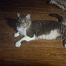 cat, tabby, white_paws, floor, wooden_floor, indoor, pet, animal, feline, relaxed, curious, lying_down, cozy, blanket, shoe, shadow, fur, whiskers, ears, tail