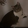 Azuul is registered to the contest to win money with this photo: cat, feline, pet, indoor, wall, shadow, curious, fluffy, decor, animal, domestic, white, gray, black, ears, whiskers, climbing, soft_light, close_up, portrait