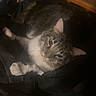 cat, tabby, white_paws, feline, pet, animal, indoor, resting, sleepy, chair, wood, fabric, dark, cozy, fur, whiskers, relaxed, close_up, domestic_cat, companion