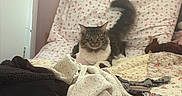 Azuul is registered to the contest to win money with this photo: cat, bed, pillow, blanket, clothing, indoor, furniture, fluffy, pet, relaxed, cozy, patterned, fabric, messy, domestic, cute, animal, resting, room, casual