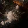 cat, animal, pet, indoor, feline, curious, resting, dark, shadow, ears, eyes, whiskers, fur, cozy, chair, blanket, wood, fabric, domestic, relaxed