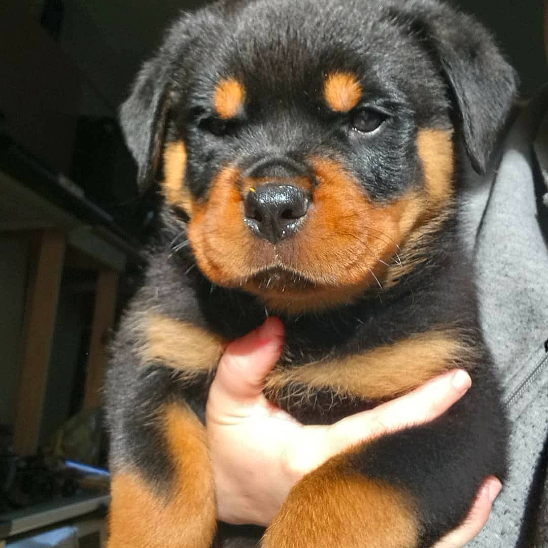 Mes Bébés a rejoint le concours — aidez-le/la à gagner de superbes lots ! austrian_black_and_tan_hound, canidae, carlin_pinscher, carnivore, companion_dog, dog, dog_breed, fawn, huntaway, mammal, molosser, puppy, puppy_love, rare_breed_dog, rottweiler, snout, sporting_group, vertebrate, working_dog