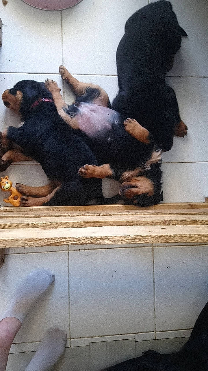 Mes Bébés participe au concours pour gagner de l'argent avec cette photo : canidae, carnivore, companion_dog, dog, dog_breed, guard_dog, huntaway, jagdterrier, puppy, rottweiler, sporting_group, transylvanian_hound, vertebrate, working_dog