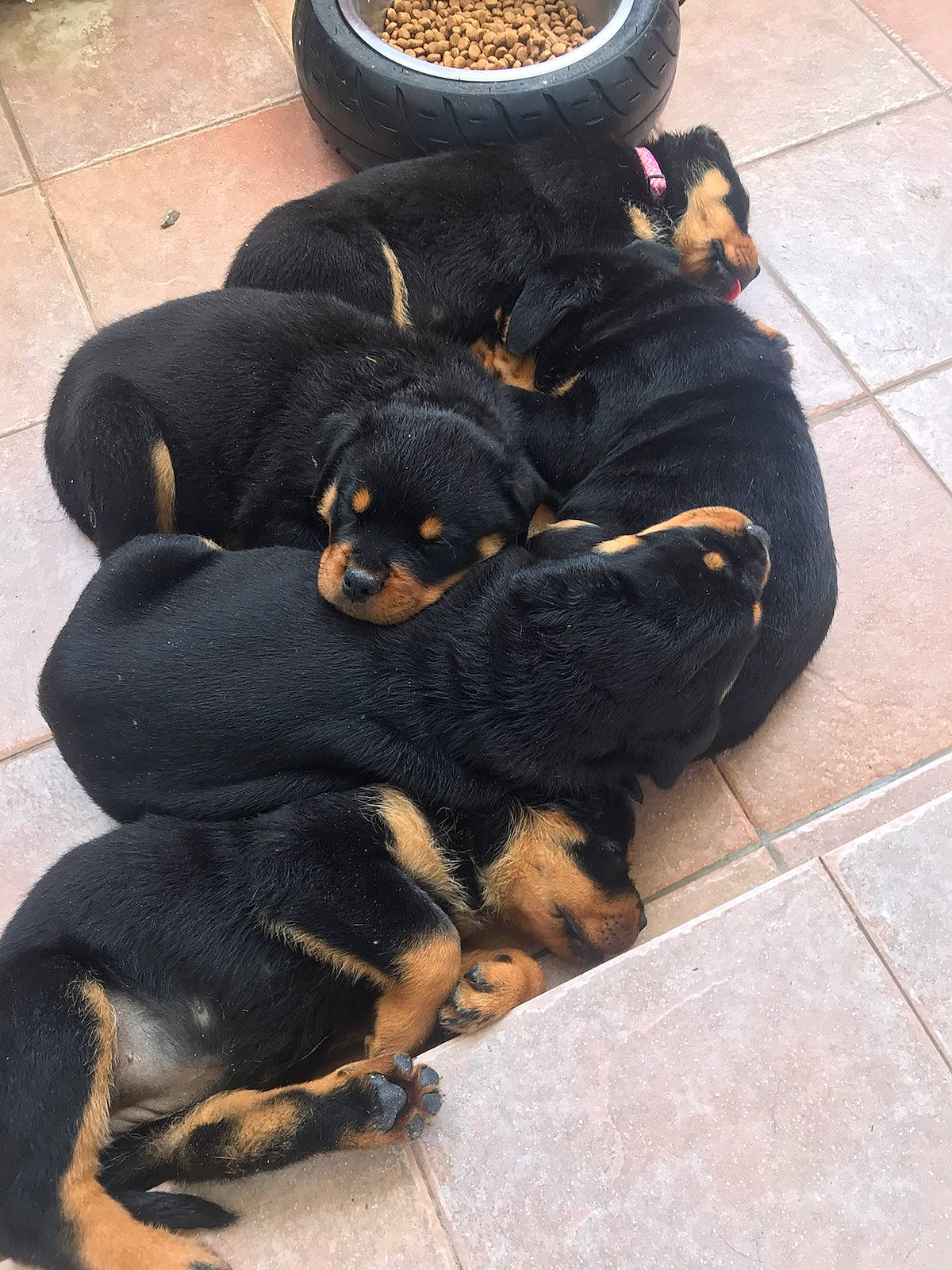 Mes Bébés participe au concours pour gagner de l'argent avec cette photo : austrian_black_and_tan_hound, canidae, carnivore, companion_dog, dog, dog_breed, gaddi_kutta, hellenikos_ichnilatis, huntaway, hunting_dog, mammal, polish_hunting_dog, puppy, rottweiler, sporting_group, transylvanian_hound, vertebrate, working_dog