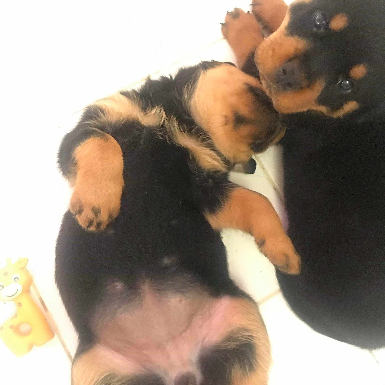Mes Bébés