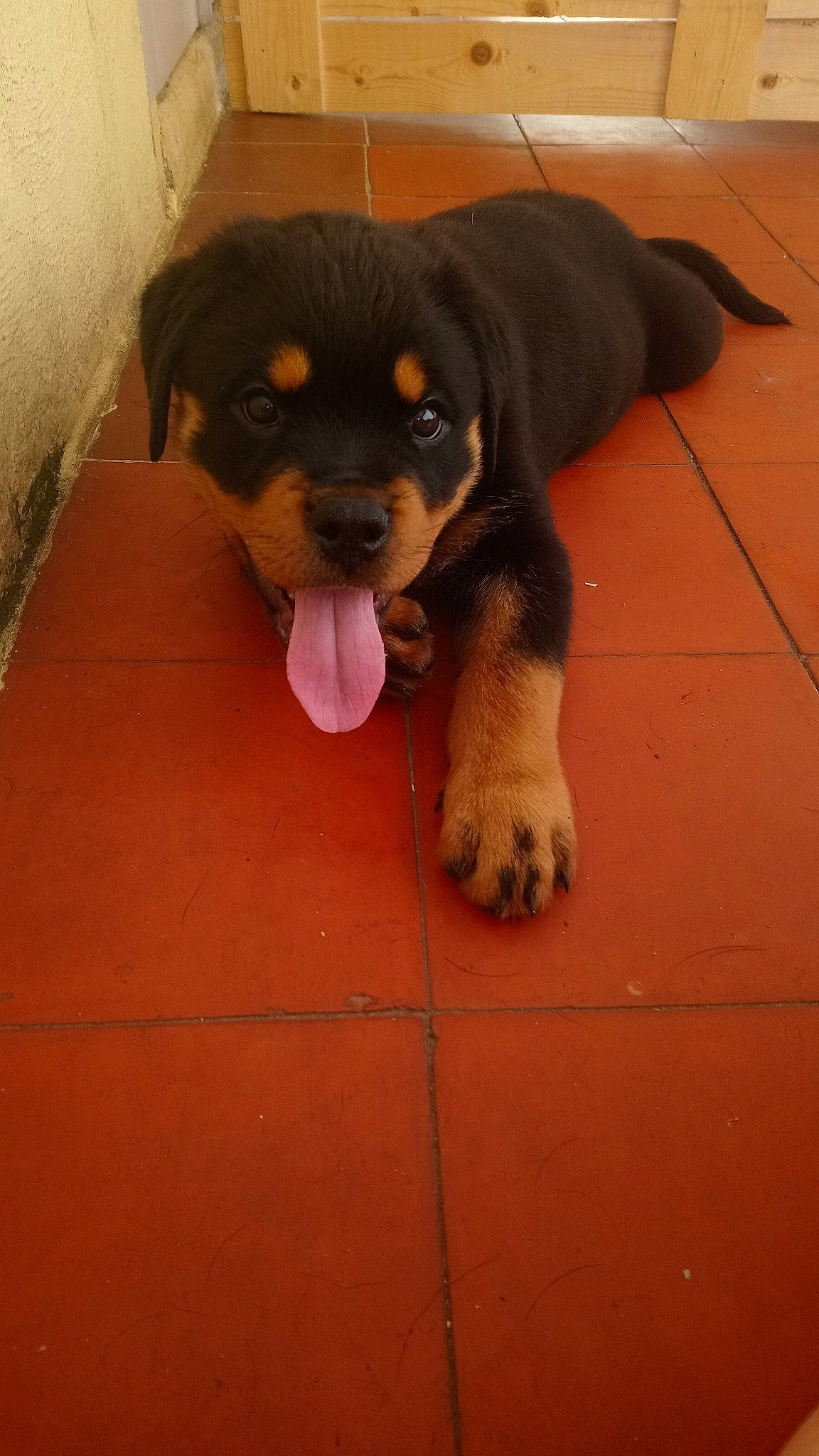 Mes Bébés a rejoint le concours — aidez-le/la à gagner de superbes lots ! canidae, carnivore, companion_dog, dog, dog_breed, fawn, mammal, molosser, puppy, rottweiler, snout, sporting_group, tail, vertebrate, working_dog