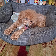 Trixie joined the competition — help win amazing prizes! animal, apricot_color, carpet, cozy, curly_fur, cute, dog, domestic_pet, fluffy, food_containers, gray_bed, home, indoor, pantry, pet_bed, relaxed, shelf, small_dog, tongue, tongue_out