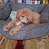 animal, apricot_color, carpet, cozy, curly_fur, cute, dog, domestic_pet, fluffy, food_containers, gray_bed, home, indoor, pantry, pet_bed, relaxed, shelf, small_dog, tongue, tongue_out