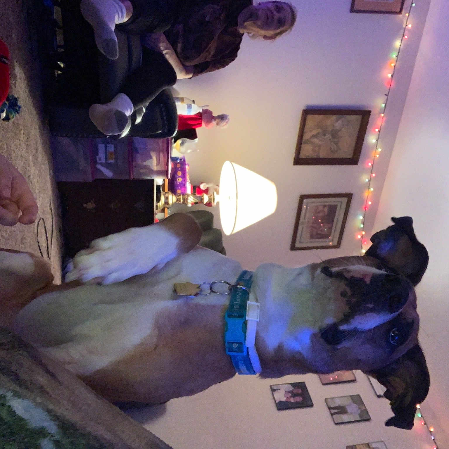 Peka is registered to the contest to win money with this photo: canidae, carnivore, cobalt_blue, collar, dog, dog_breed, dog_collar, dog_supply, interior_design, leash, magenta, pet_supply, picture_frame, purple, sporting_group, violet, working_animal
