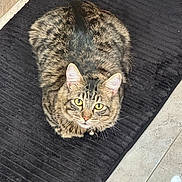Gracin Smith is registered to the contest to win money with this photo: cat, tabby, pet, animal, feline, yellow_eyes, fur, collar, bell, mat, black_mat, floor, tile_floor, indoor, looking_up, sitting, whiskers, ears, cute, domestic_cat