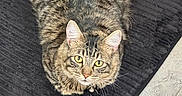 Gracin Smith is registered to the contest to win money with this photo: animal, bell, black_mat, cat, collar, cute, domestic_cat, ears, feline, floor, fur, indoor, looking_up, mat, pet, sitting, tabby, tile_floor, whiskers, yellow_eyes