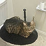 cat, tabby, toilet, bathroom, toilet_seat_cover, plunger, toilet_paper, floor, tile_floor, wall, pet, feline, fur, domestic_animal, indoor, curious, looking, resting, black, brown