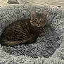 cat, tabby, pet_bed, fluffy, cozy, indoor, furniture, bed, blanket, curious, animal, mammal, fur, whiskers, ears, tail, resting, looking, domestic, home