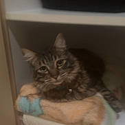 Gracin Smith is registered to the contest to win money with this photo: animal, cat, collar, cozy, cute, domestic, ears, face, feline, fur, furniture, home, indoor, looking, pet, relaxing, resting, shelf, tabby, towel