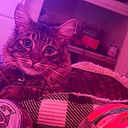 Gracin Smith joined the competition — help win amazing prizes! bedding, bell, blanket, bottle, cat, checkered_pattern, collar, cozy, curious, feline, indoor, jar, pet, pink_tint, portrait, shelf, soft_lighting, tabby_cat, whiskers, wide_eyes