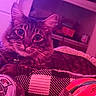 Gracin Smith joined the competition — help win amazing prizes! bedding, bell, blanket, bottle, cat, checkered_pattern, collar, cozy, curious, feline, indoor, jar, pet, pink_tint, portrait, shelf, soft_lighting, tabby_cat, whiskers, wide_eyes