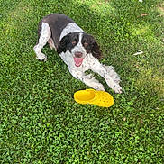 Jasper is registered to the contest to win money with this photo: animal, canine, daytime, dog, grass, grass_field, greenery, happy, laying_down, leisure, nature, outdoor, pet, playful, smiling, spotty_fur, summer, sunlight, tongue_out, yellow_croc
