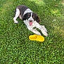 animal, canine, daytime, dog, grass, grass_field, greenery, happy, laying_down, leisure, nature, outdoor, pet, playful, smiling, spotty_fur, summer, sunlight, tongue_out, yellow_croc