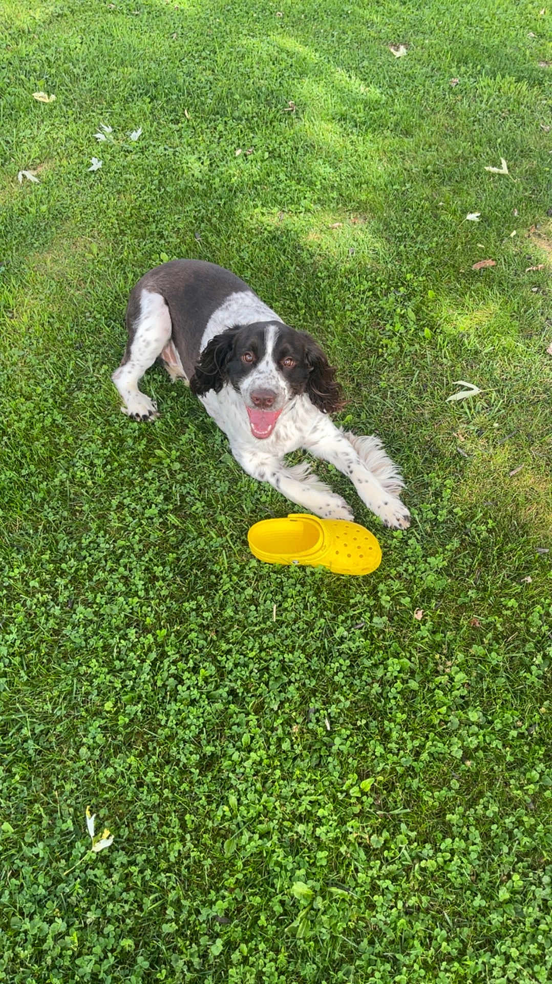 Jasper