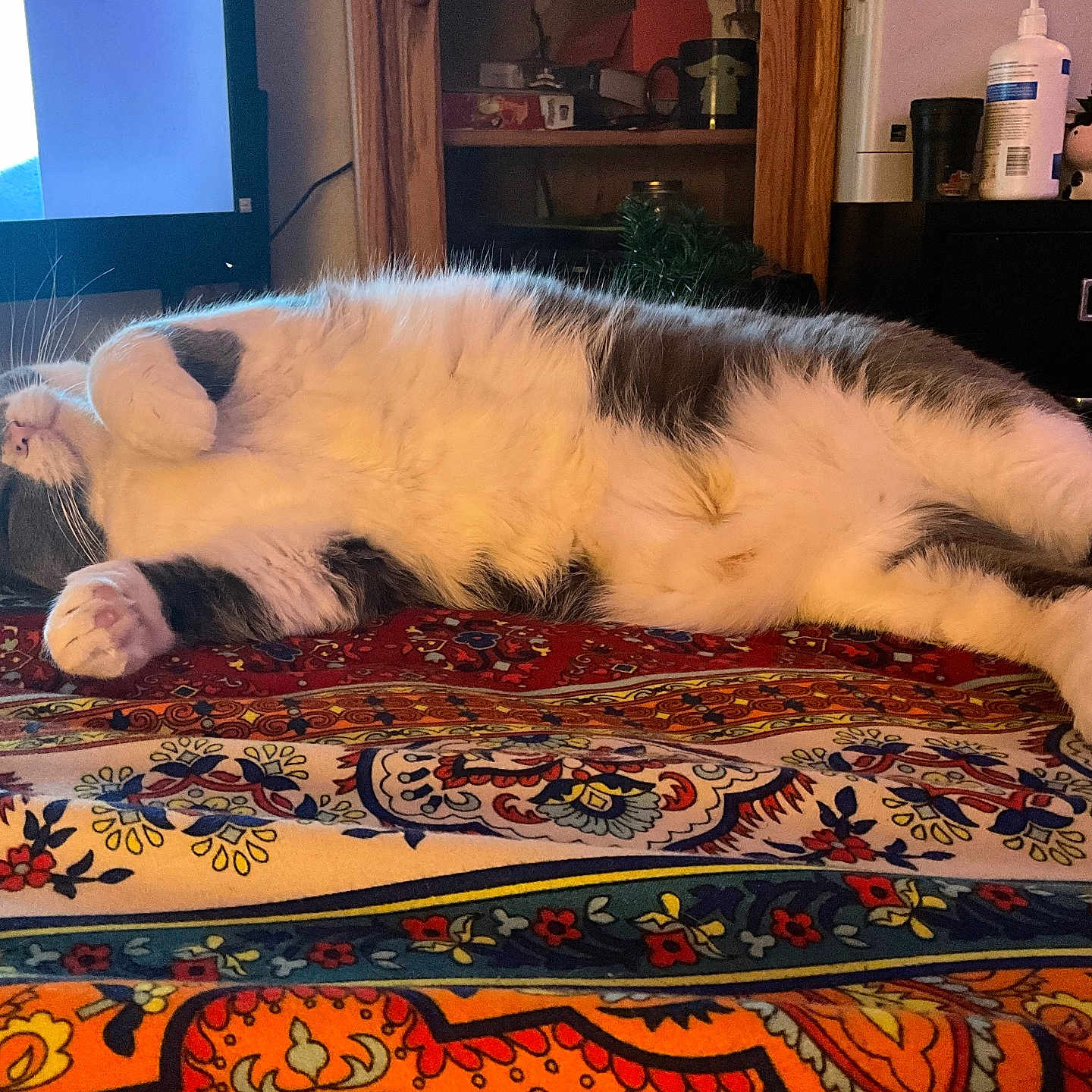 Honey is registered to the contest to win money with this photo: animal, architecture, building, cat, computerhardware, couch, cup, electronics, furniture, hardware, indoors, interiordesign, livingroom, manx, monitor, person, pet, room, screen, sleeping