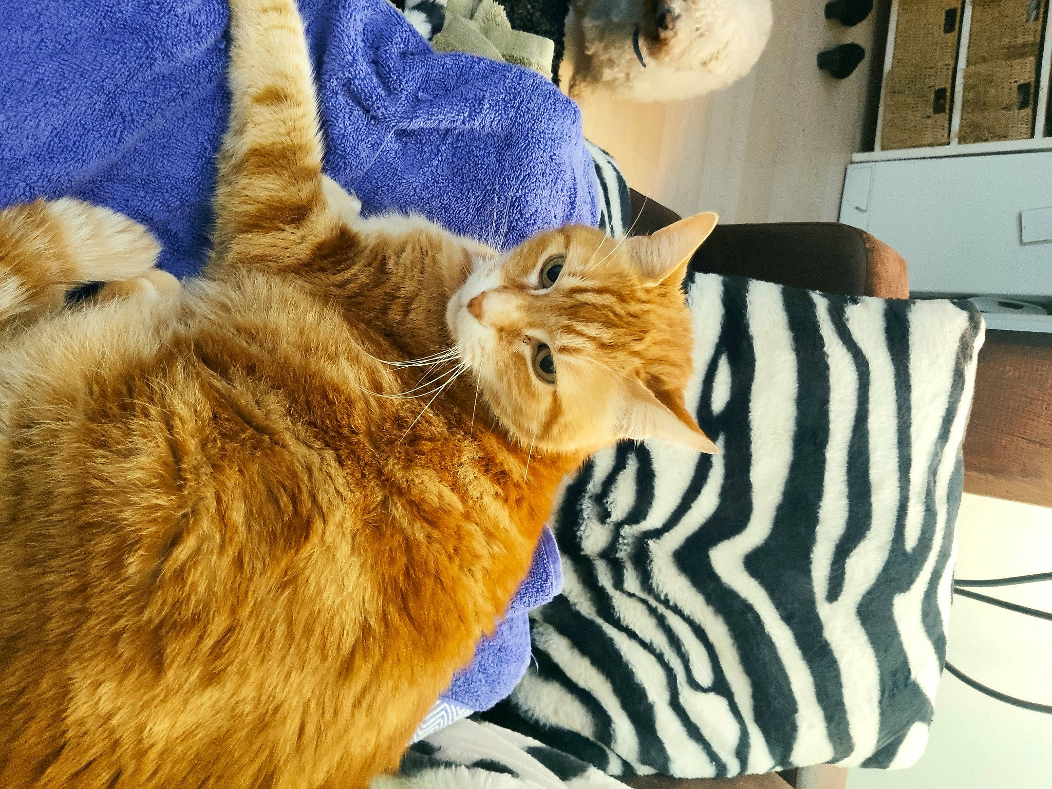 Harry a rejoint le concours — aidez-le/la à gagner de superbes lots ! bed, cabinetry, carnivore, cat, comfort, domestic_short_haired_cat, drawer, fawn, felidae, fur, home_appliance, kitchen_appliance, linens, mammal, paw, small_to_medium_sized_cats, tail, tree, whiskers, wood