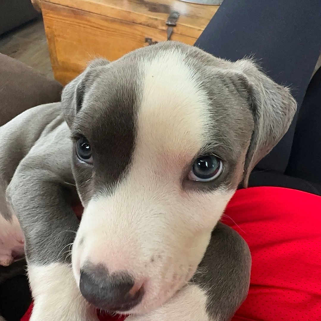 Ziro is registered to the contest to win money with this photo: animal, close_up, cozy, cute, dog, eyes, fan, fur, gray_and_white, household_items, indoor, living_room, nose, paw, person, pet, puppy, red_shirt, sitting, wooden_table