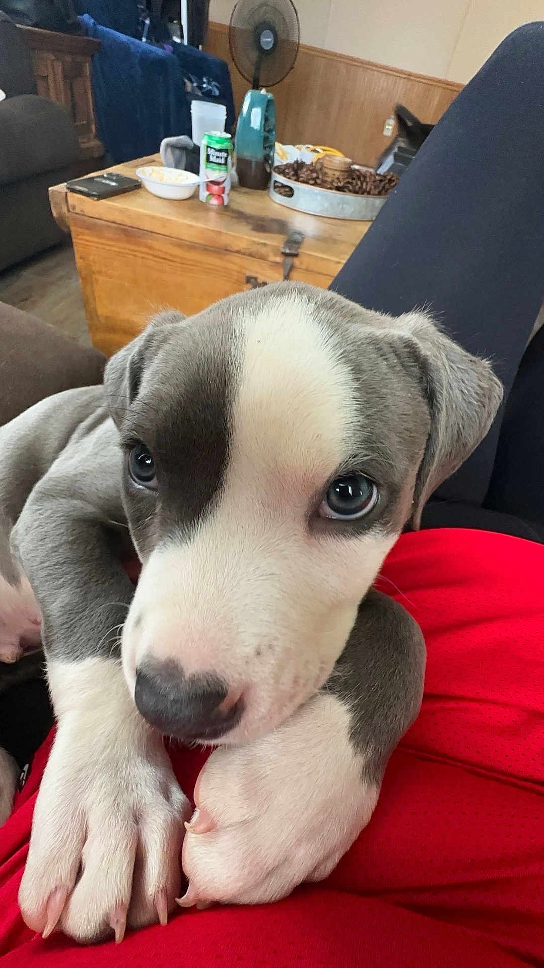 Ziro is registered to the contest to win money with this photo: puppy, dog, pet, close_up, gray_and_white, cute, animal, indoor, person, red_shirt, wooden_table, fan, living_room, cozy, fur, paw, sitting, household_items, nose, eyes