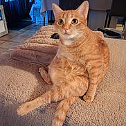 Ninã a rejoint le concours — aidez-le/la à gagner de superbes lots ! animal, blanket, cat, cozy, curious, cute, domestic, ears, feline, floor, fur, home, indoor, orange_tabby, pet, relaxed, sitting, tabby, tail, whiskers