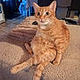 animal, blanket, cat, cozy, curious, cute, domestic, ears, feline, floor, fur, home, indoor, orange_tabby, pet, relaxed, sitting, tabby, tail, whiskers