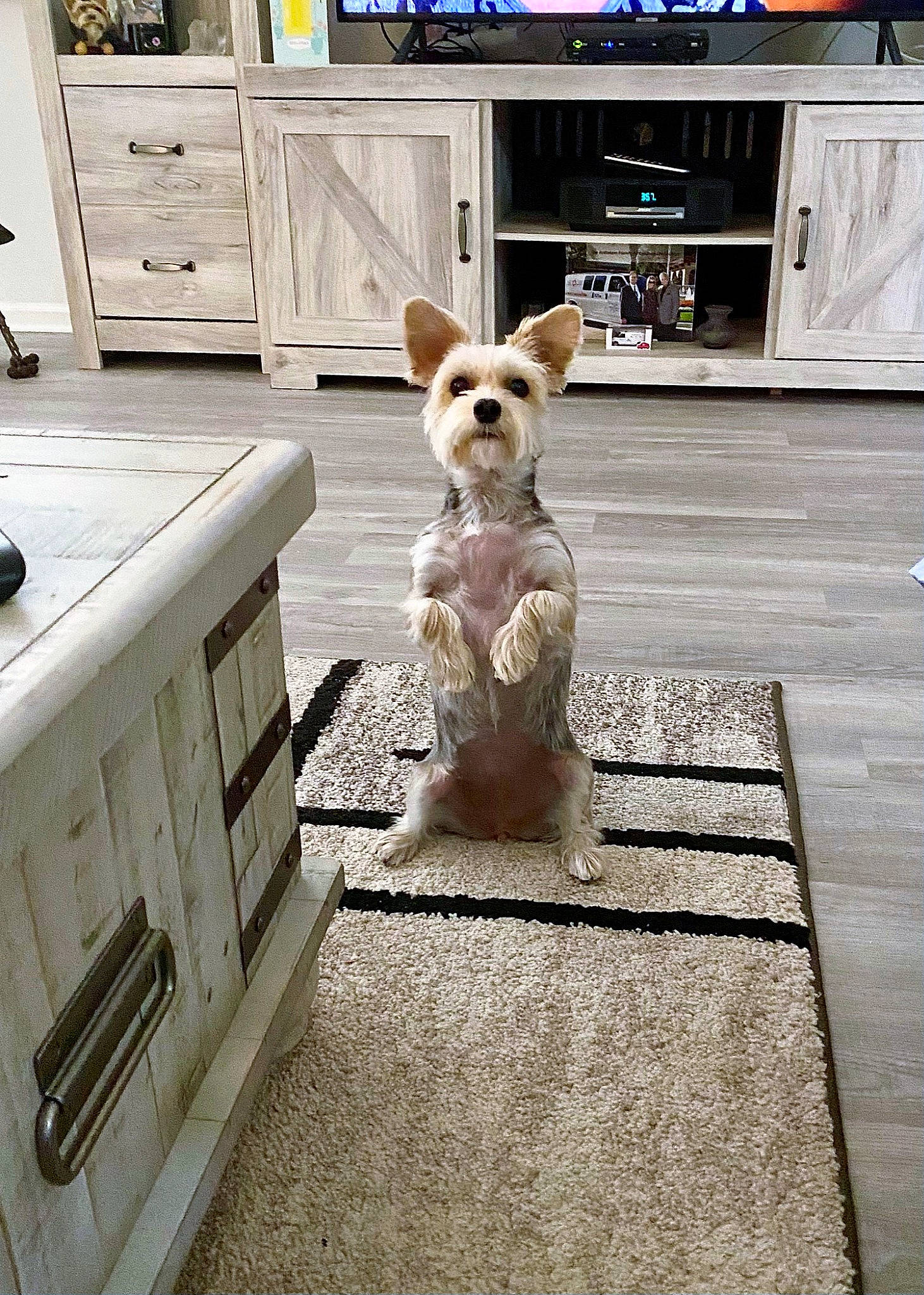 Pixie joined the competition — help win amazing prizes! cabinetry, carnivore, companion_dog, couch, dog, dog_breed, dog_supply, door, drawer, dresser, fawn, floor, flooring, hardwood, room, snout, tail, toy_dog, wood, working_animal