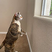 Zen is registered to the contest to win money with this photo: cat, tabby_cat, indoor, window, carpet, curious, standing, feline, pet, domestic_animal, animal, whiskers, ears, blue_eyes, light, shadow, wall, home, natural_light, looking_out