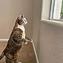 cat, tabby_cat, indoor, window, carpet, curious, standing, feline, pet, domestic_animal, animal, whiskers, ears, blue_eyes, light, shadow, wall, home, natural_light, looking_out