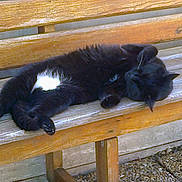 Rubis participe au concours pour gagner de l'argent avec cette photo : cat, black_cat, white_patch, sleeping, bench, wooden_bench, outdoor, resting, pet, animal, fur, paw, relaxation, daylight, nature, quiet, peaceful, closeup, texture, bench_leg