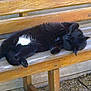 cat, black_cat, white_patch, sleeping, bench, wooden_bench, outdoor, resting, pet, animal, fur, paw, relaxation, daylight, nature, quiet, peaceful, closeup, texture, bench_leg