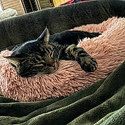 Sorin is registered to the contest to win money with this photo: cat, tabby, sleeping, pink_pillow, fluffy, couch, green_blanket, indoor, relaxing, pet, feline, fur, cozy, resting, animal, household, living_room, background_person, blurred, comfort