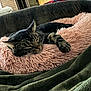 cat, tabby, sleeping, pink_pillow, fluffy, couch, green_blanket, indoor, relaxing, pet, feline, fur, cozy, resting, animal, household, living_room, background_person, blurred, comfort