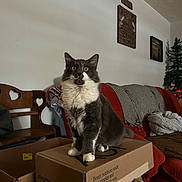 Arlo joined the competition — help win amazing prizes! cat, feline, box, cardboard, living_room, couch, blanket, chair, wood, wall_art, decor, pet, indoor, furniture, cozy, fur, whiskers, yellow_eyes, tabby, cute