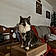 Arlo