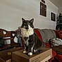 cat, feline, box, cardboard, living_room, couch, blanket, chair, wood, wall_art, decor, pet, indoor, furniture, cozy, fur, whiskers, yellow_eyes, tabby, cute