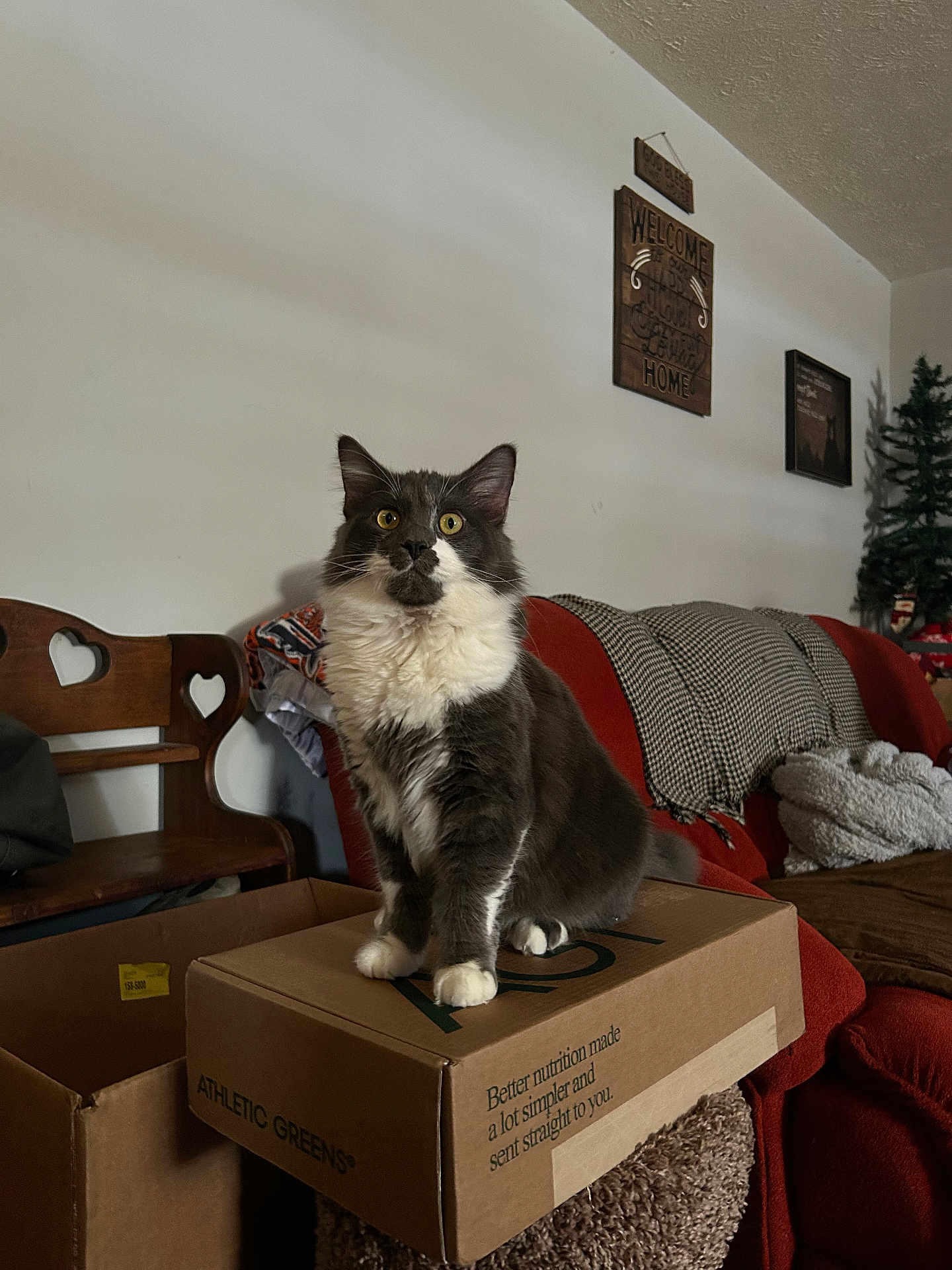 Arlo joined the competition — help win amazing prizes! cat, feline, box, cardboard, living_room, couch, blanket, chair, wood, wall_art, decor, pet, indoor, furniture, cozy, fur, whiskers, yellow_eyes, tabby, cute