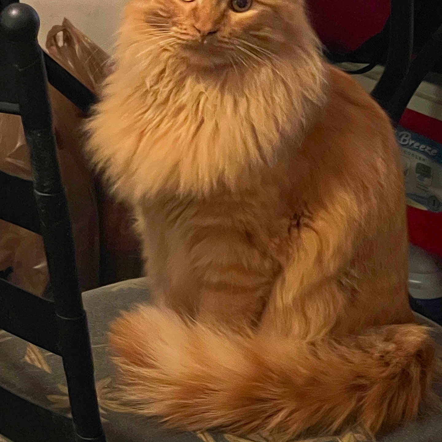Tigger joined the competition — help win amazing prizes! abyssinian, angora, animal, armchair, cat, chair, couch, diningtable, furniture, hardwood, indoors, interiordesign, kitten, manx, pet, plywood, table, wood
