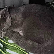 Astro is registered to the contest to win money with this photo: animal, blanket, cat, close_up, cozy, curled_up, cute, domestic_animal, fur, gray_cat, indoor, leaf_pattern, mammal, peaceful, pet, quiet, relaxation, resting, sleeping, soft